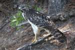 Red-shouldered Hawk - Juvenile plumage