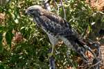 Red-shouldered Hawk - Juvenile plumage