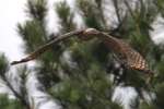 Red-shouldered Hawk - Juvenile plumage