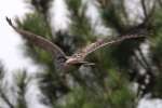 Red-shouldered Hawk - Juvenile plumage