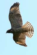 Red-shouldered Hawk - Juvenile plumage