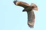 Red-shouldered Hawk - Juvenile plumage