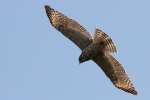 Red-shouldered Hawk - Juvenile plumage