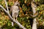 Red-shouldered Hawk - Juvenile plumage