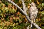 Red-shouldered Hawk - Juvenile plumage