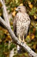 Red-shouldered Hawk - Juvenile plumage