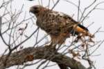 Red-tailed Hawk