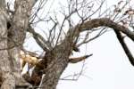 Red-tailed Hawk