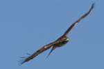 Red-tailed Hawk