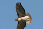 Red-tailed Hawk