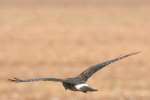 Northern Harrier