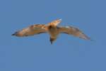 Red-tailed Hawk