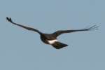 Northern Harrier