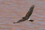 Northern Harrier