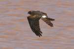 Northern Harrier