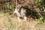 Red-tailed Hawk