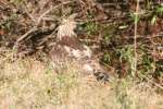 Red-tailed Hawk