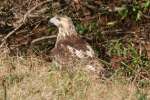 Red-tailed Hawk