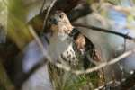 Red-tailed Hawk