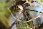 Red-tailed Hawk