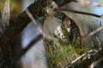 Red-tailed Hawk