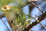 Red-tailed Hawk