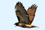 Red-tailed Hawk