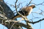 Red-tailed Hawk