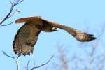 Red-tailed Hawk