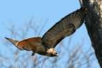 Red-tailed Hawk