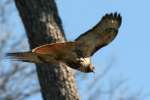 Red-tailed Hawk