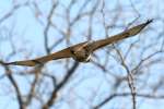 Red-tailed Hawk