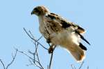 Red-tailed Hawk