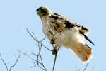 Red-tailed Hawk