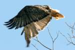 Red-tailed Hawk