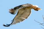 Red-tailed Hawk