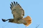 Red-tailed Hawk