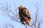 Red-tailed Hawk