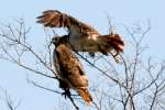 Red-tailed Hawk