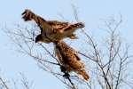 Red-tailed Hawk