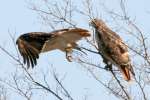 Red-tailed Hawk