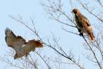 Red-tailed Hawk