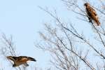 Red-tailed Hawk