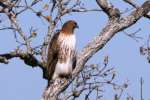 Red-tailed Hawk