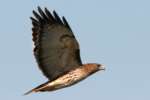 Red-tailed Hawk