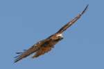 Red-tailed Hawk