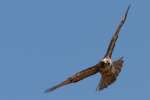 Red-tailed Hawk