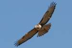 Red-tailed Hawk