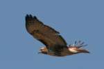 Red-tailed Hawk