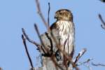 Cooper's Hawk